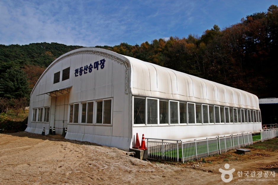 천등산승마클럽 여행 추천 - 로드트립