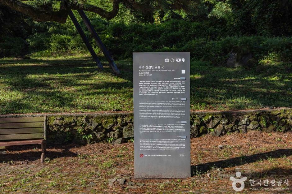 산천단곰솔 여행 추천 - 로드트립
