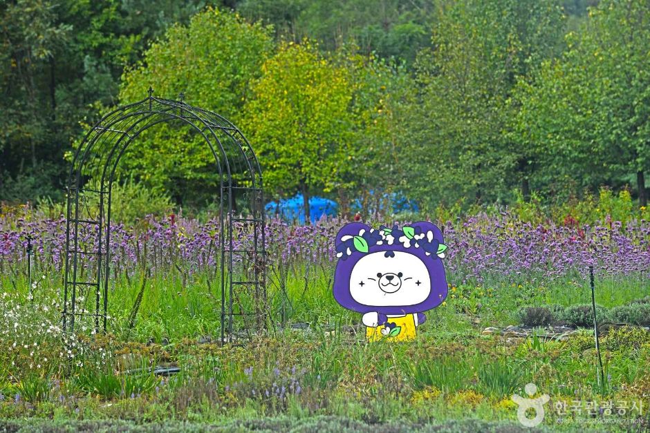 평창 라벤다팜 여행 추천 - 로드트립