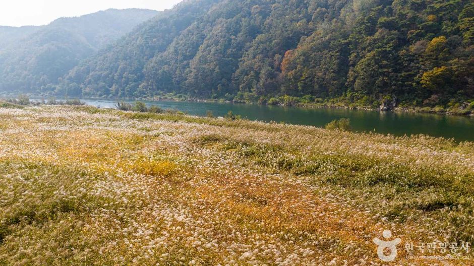 고운골 남한강 갈대숲 여행 추천 - 로드트립
