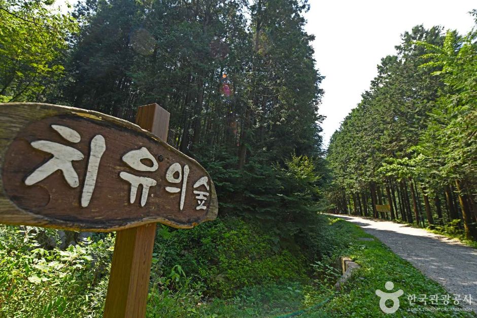 완주상관편백숲 여행 추천 - 로드트립