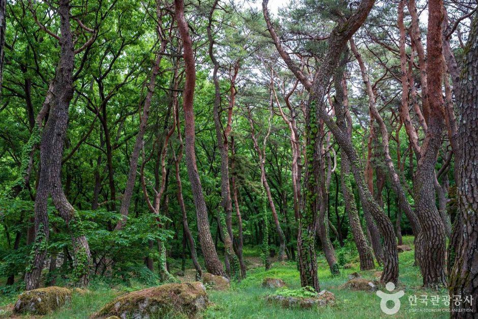 동호숲 여행 추천 - 로드트립