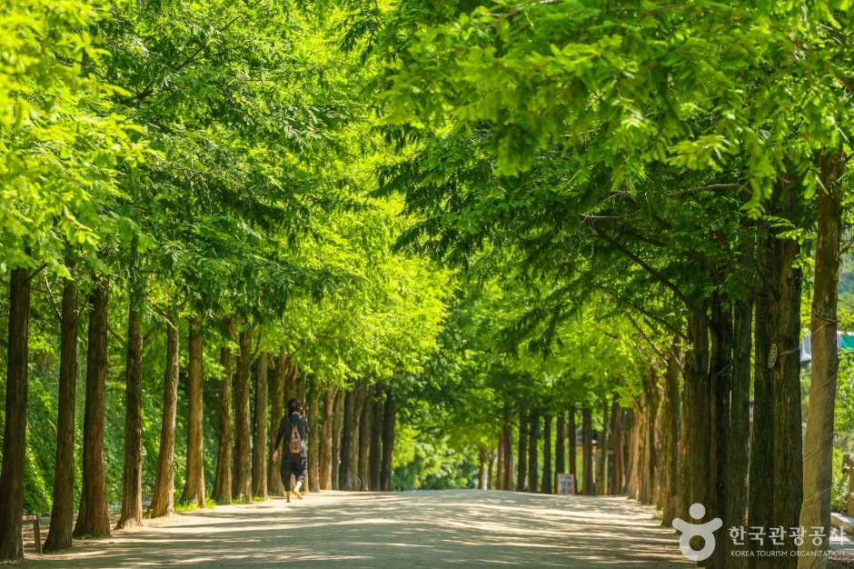 고산골 메타쉐콰이어길 여행 추천 - 로드트립