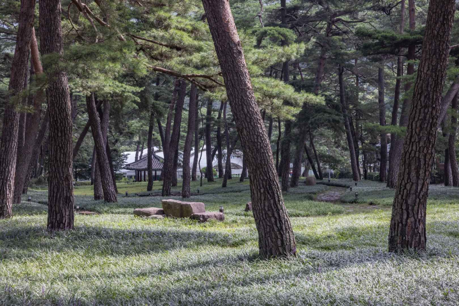 상주 맥문동 솔숲 여행 추천 - 로드트립