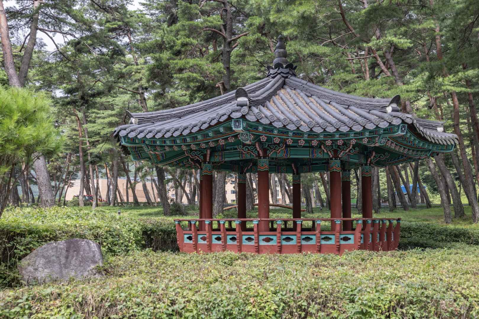 상주 맥문동 솔숲 여행 추천 - 로드트립
