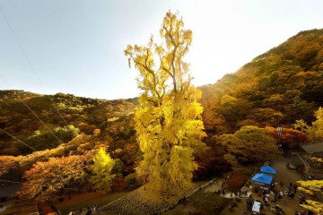 용문산 여행 추천 - 메고지고