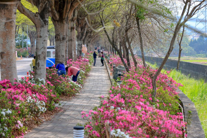 Rhododendron Avenue, Shetou 여행 추천 - 메고지고