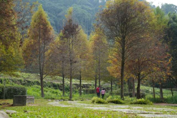 타이핑 박쥐 동굴, 백박쥐 현수교 및 하이킹 트레일(폐쇄) 여행 추천 - 메고지고