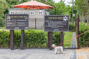 장수동은행나무 여행 추천 - 메고지고