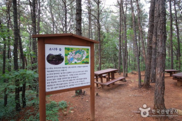서울대공원 산림욕장 여행 추천 - 메고지고